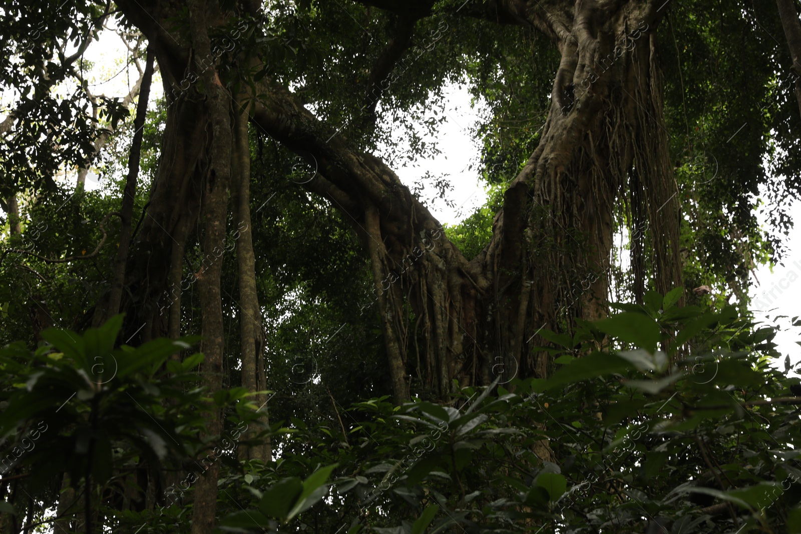 Beautiful lush tropical trees growing in park Photo of Beautiful lush tropical trees growing in park
