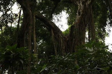 Photo of Beautiful lush tropical trees growing in park