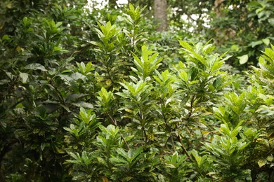 Photo of Beautiful lush green Aucuba plants growing outdoors, closeup