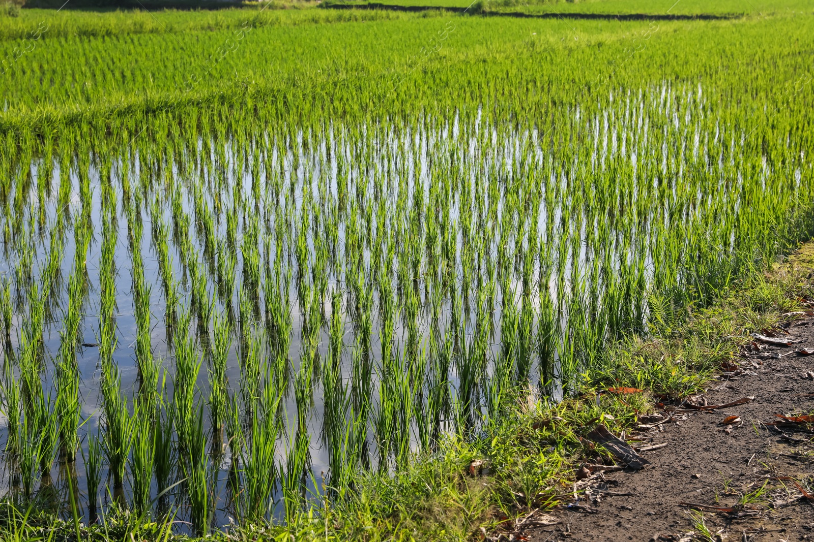 Rice plants ripening in paddy field on sunny day Photo of Rice plants ripening in paddy field on sunny day