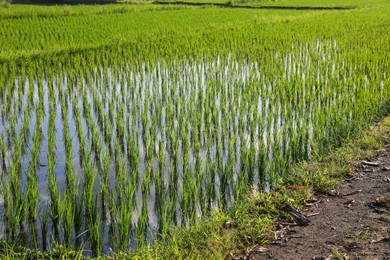 Photo of Rice plants ripening in paddy field on sunny day