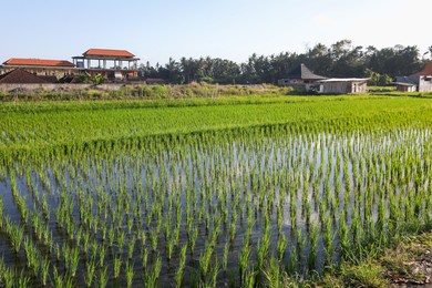 Photo of Rice plants ripening in paddy field on sunny day
