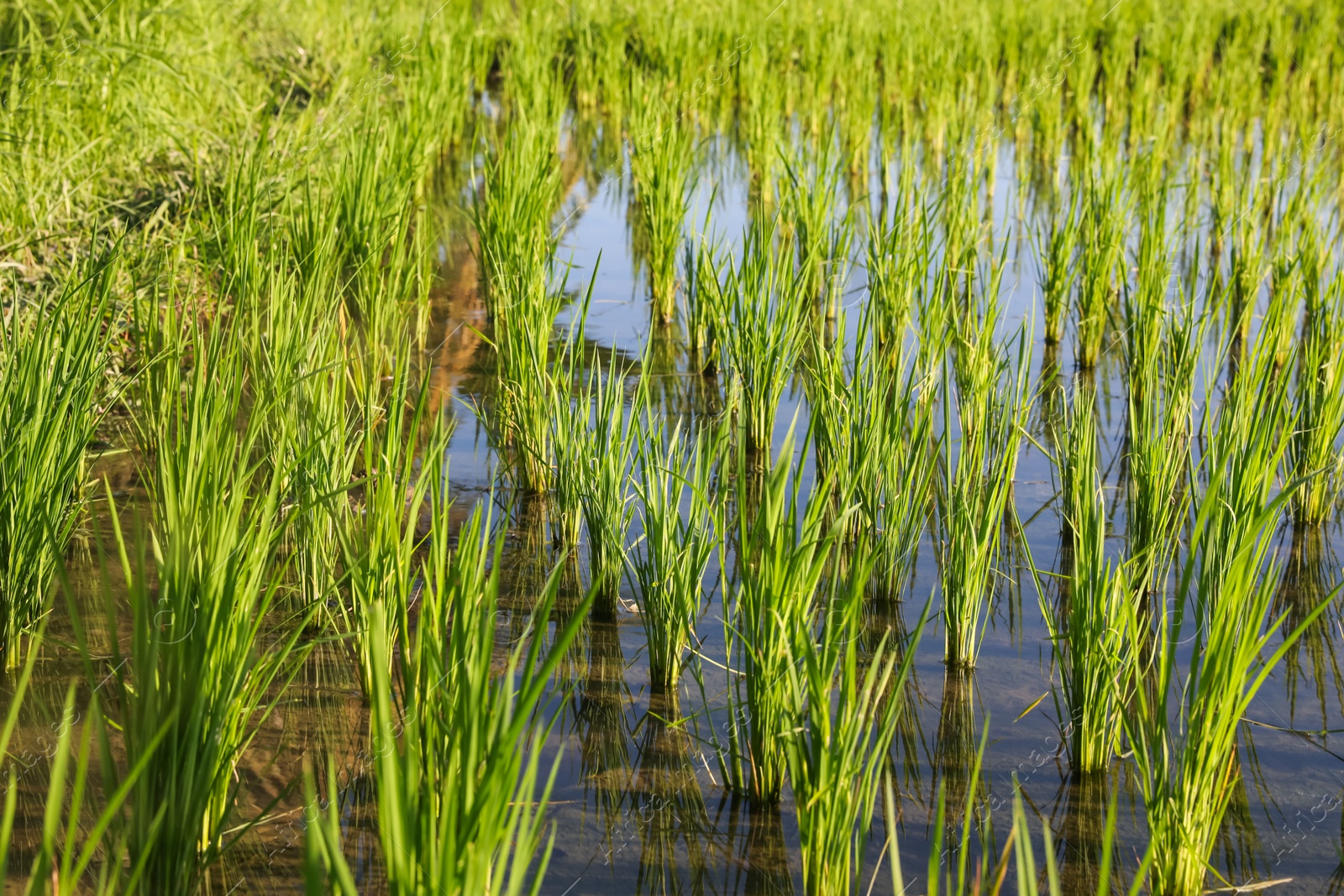 Rice plants ripening in paddy field on sunny day, closeup Photo of Rice plants ripening in paddy field on sunny day, closeup