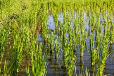 Photo of Rice plants ripening in paddy field on sunny day, closeup