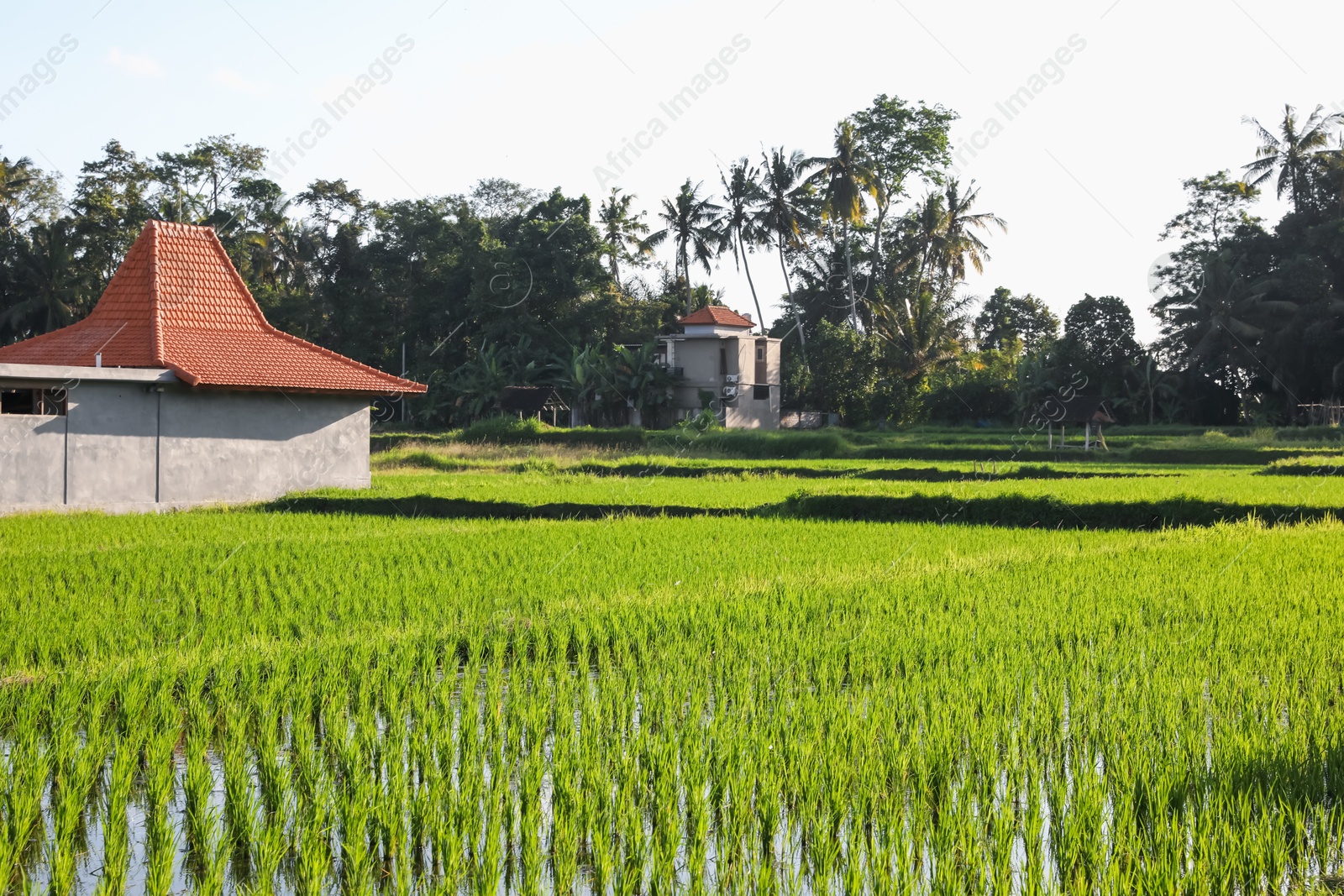Rice plants ripening in paddy field on sunny day Photo of Rice plants ripening in paddy field on sunny day