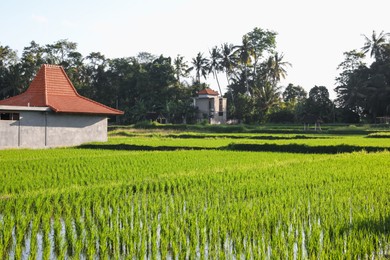 Photo of Rice plants ripening in paddy field on sunny day