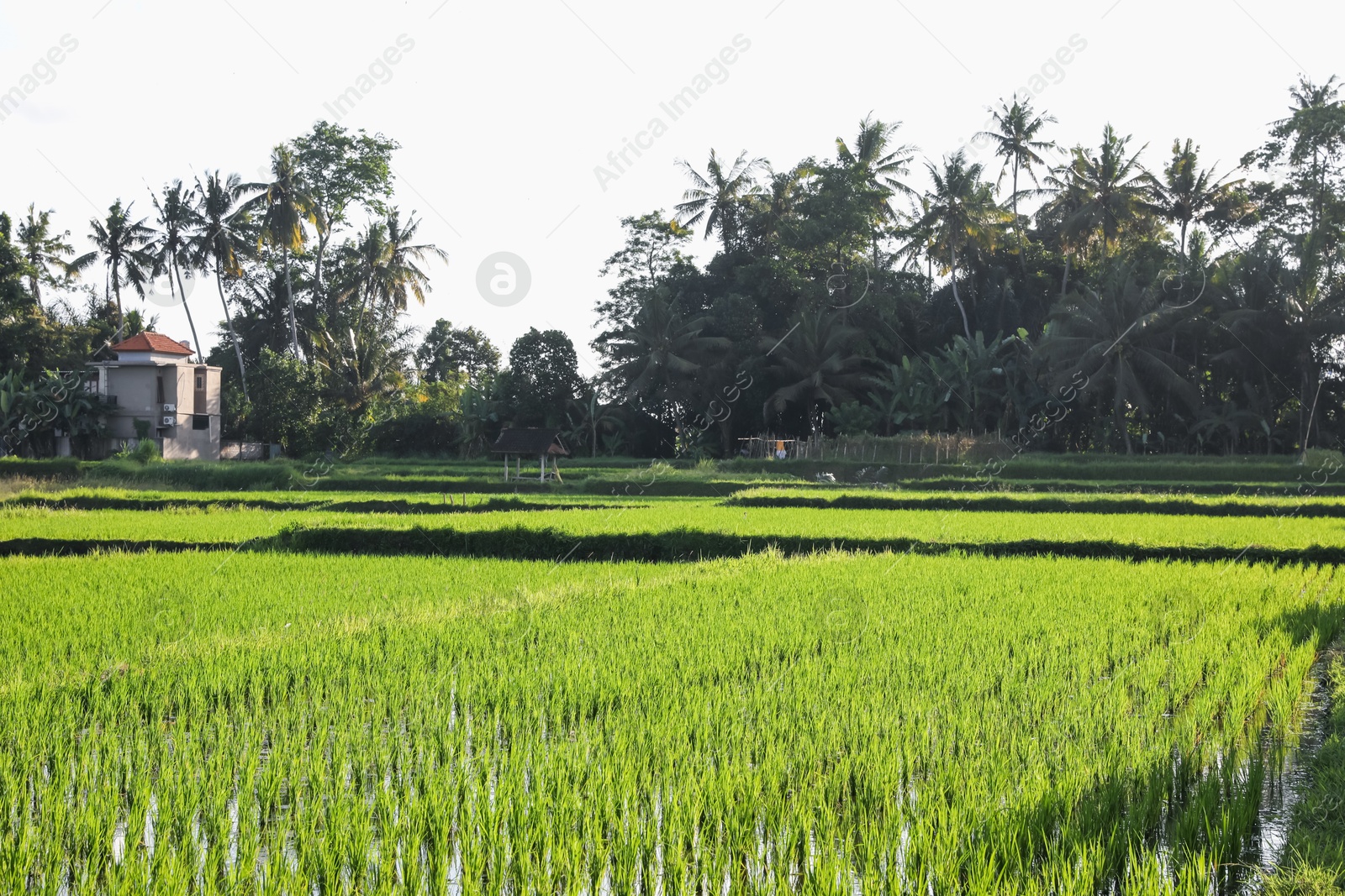 Rice plants ripening in paddy field on sunny day Photo of Rice plants ripening in paddy field on sunny day