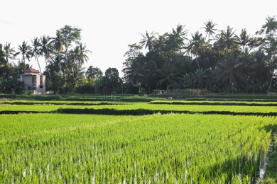 Photo of Rice plants ripening in paddy field on sunny day