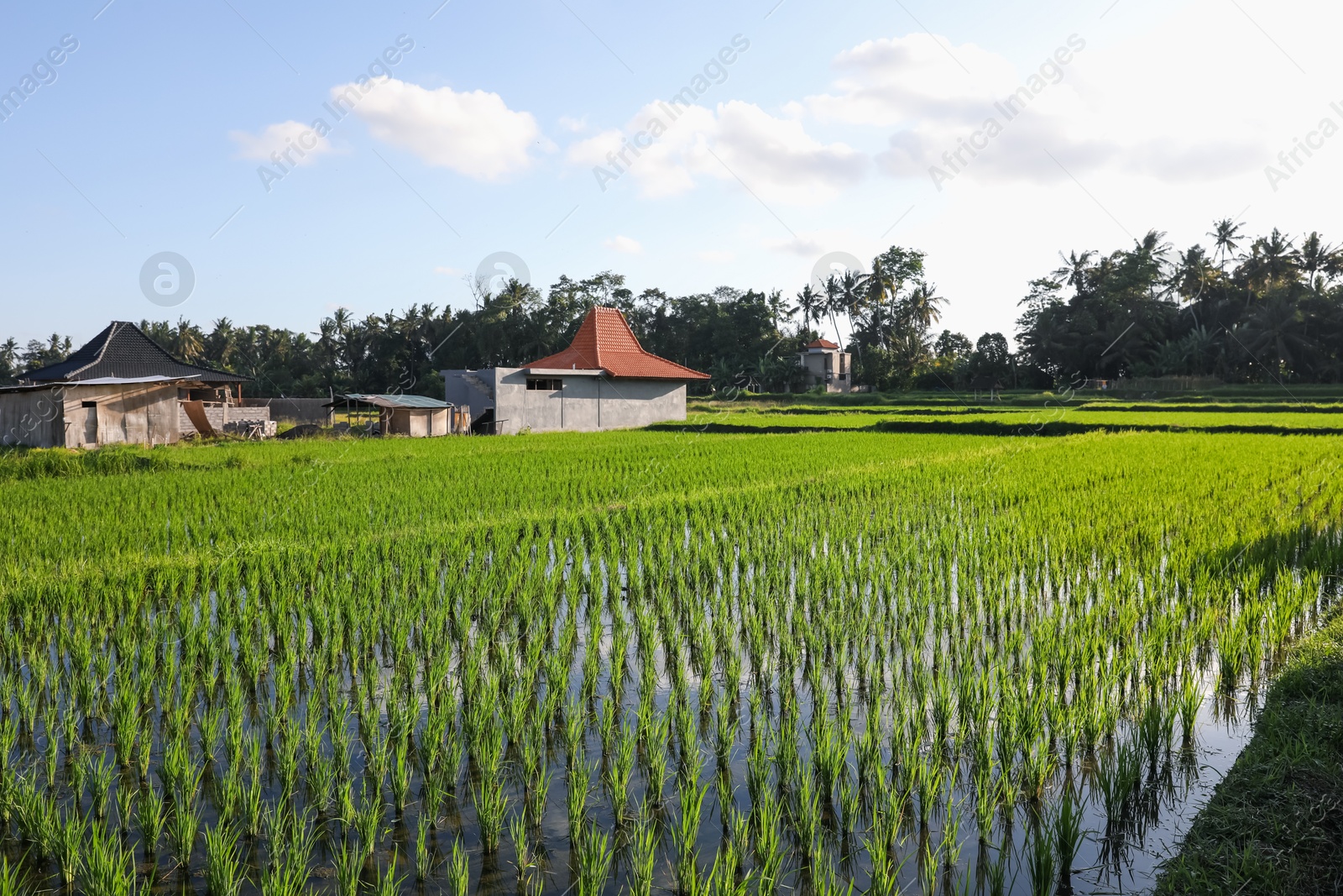 Rice plants ripening in paddy field on sunny day Photo of Rice plants ripening in paddy field on sunny day