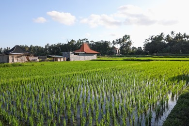 Photo of Rice plants ripening in paddy field on sunny day