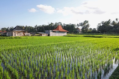 Photo of Rice plants ripening in paddy field on sunny day