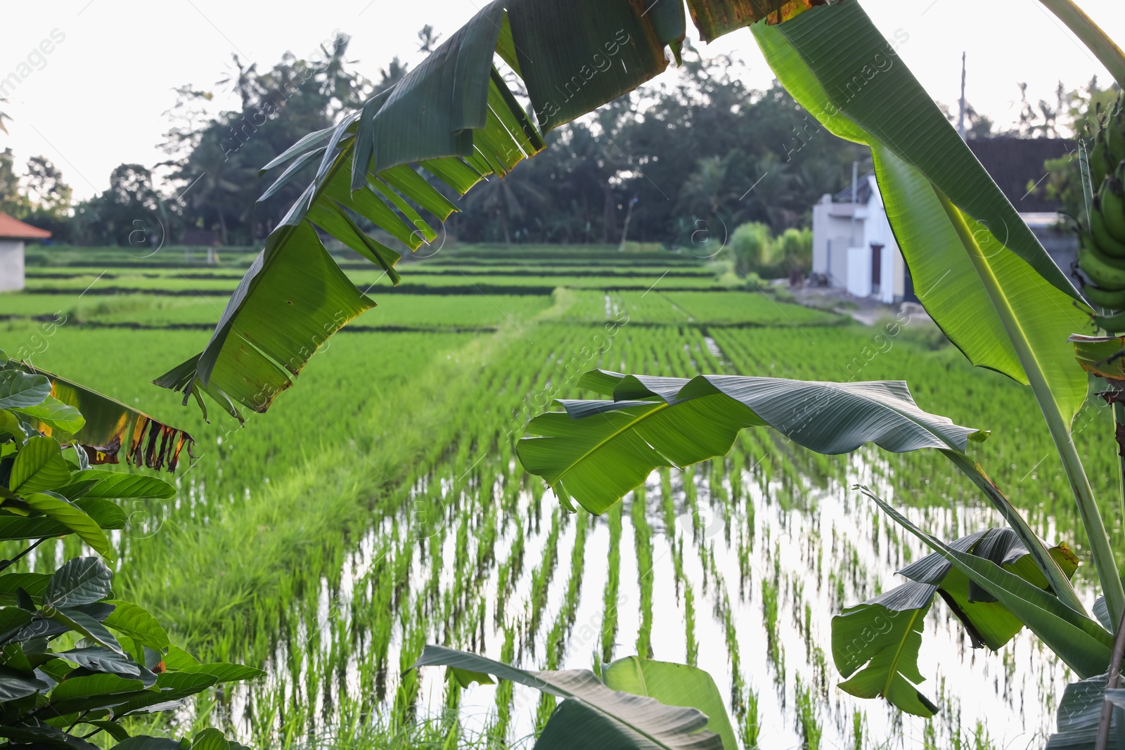 Rice plants ripening in paddy field on sunny day Photo of Rice plants ripening in paddy field on sunny day