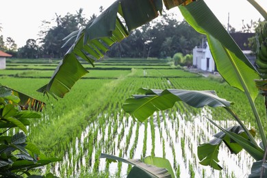 Photo of Rice plants ripening in paddy field on sunny day