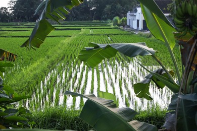 Photo of Rice plants ripening in paddy field on sunny day