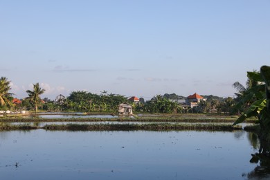 Photo of Picturesque view of paddy field on sunny day