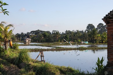 Photo of Picturesque view of paddy field on sunny day