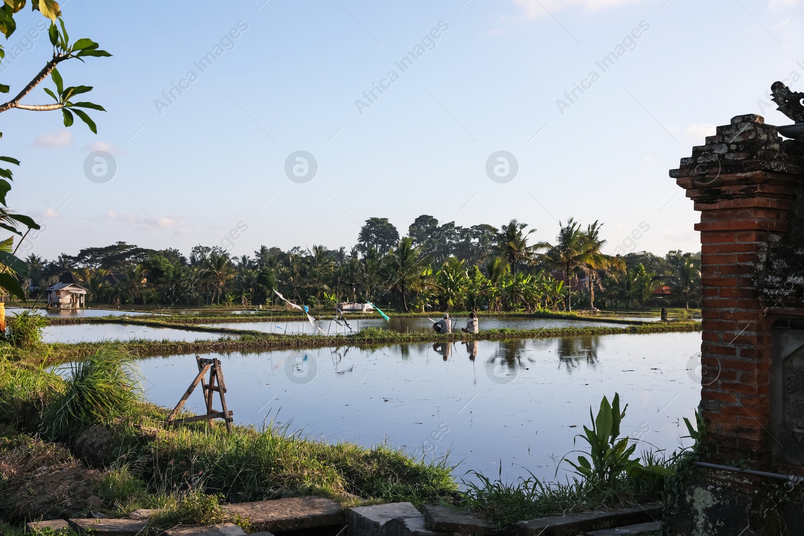 Picturesque view of paddy field on sunny day Photo of Picturesque view of paddy field on sunny day