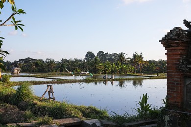 Photo of Picturesque view of paddy field on sunny day