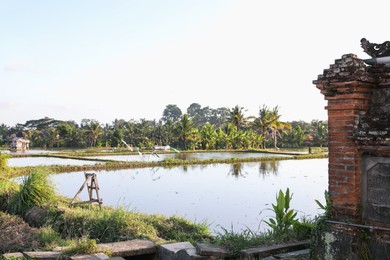 Photo of Picturesque view of paddy field on sunny day
