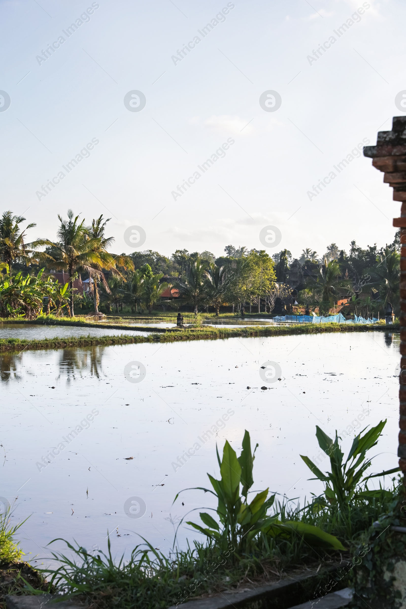 Picturesque view of paddy field on sunny day Photo of Picturesque view of paddy field on sunny day
