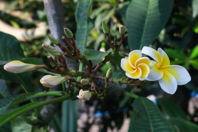 Photo of Plumeria shrub with beautiful flowers growing outdoors, closeup