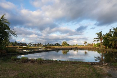 Photo of Picturesque view of paddy field on sunny day