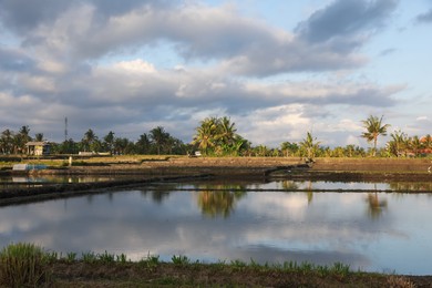 Photo of Picturesque view of paddy field on sunny day