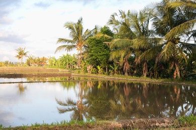 Photo of Picturesque view of paddy field on sunny day