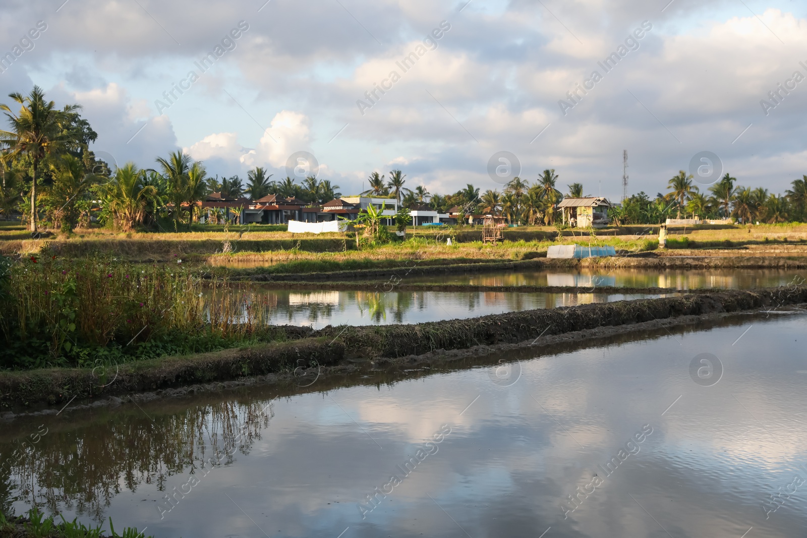 Picturesque view of paddy field on sunny day Photo of Picturesque view of paddy field on sunny day