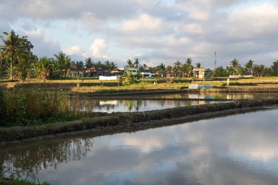 Photo of Picturesque view of paddy field on sunny day