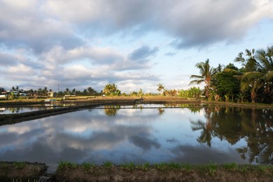 Photo of Picturesque view of paddy field on sunny day