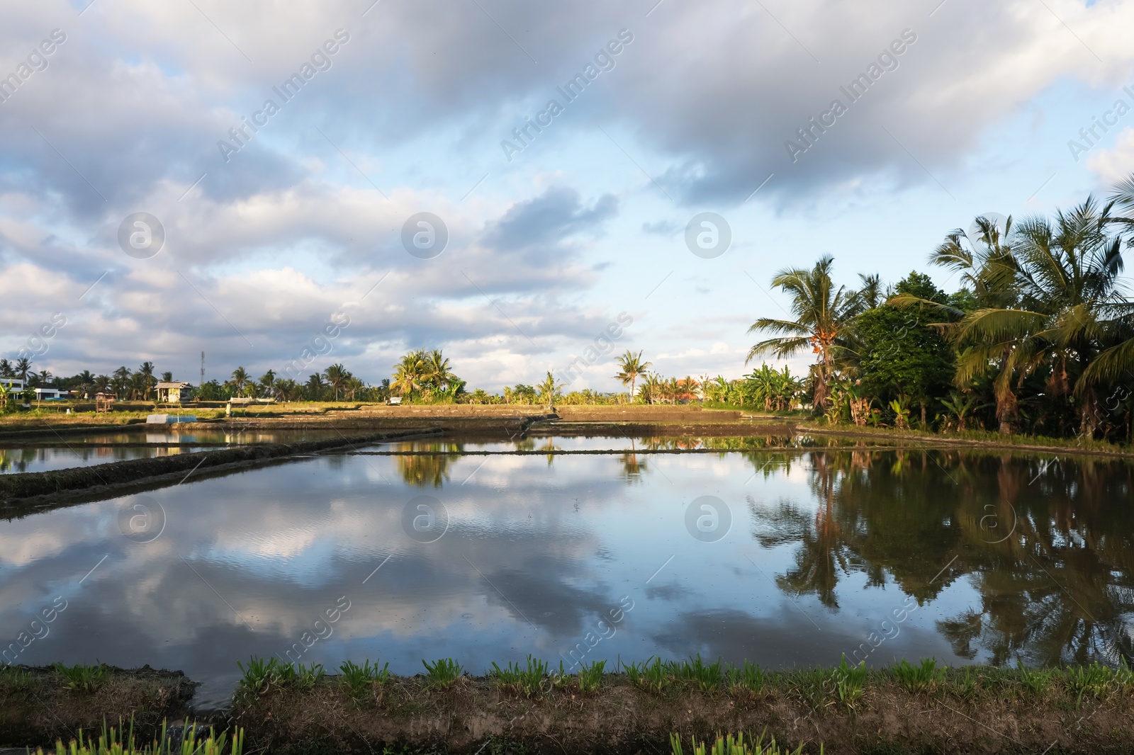 Picturesque view of paddy field on sunny day Photo of Picturesque view of paddy field on sunny day