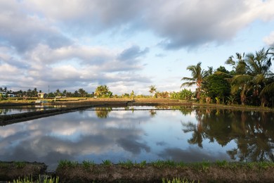 Photo of Picturesque view of paddy field on sunny day