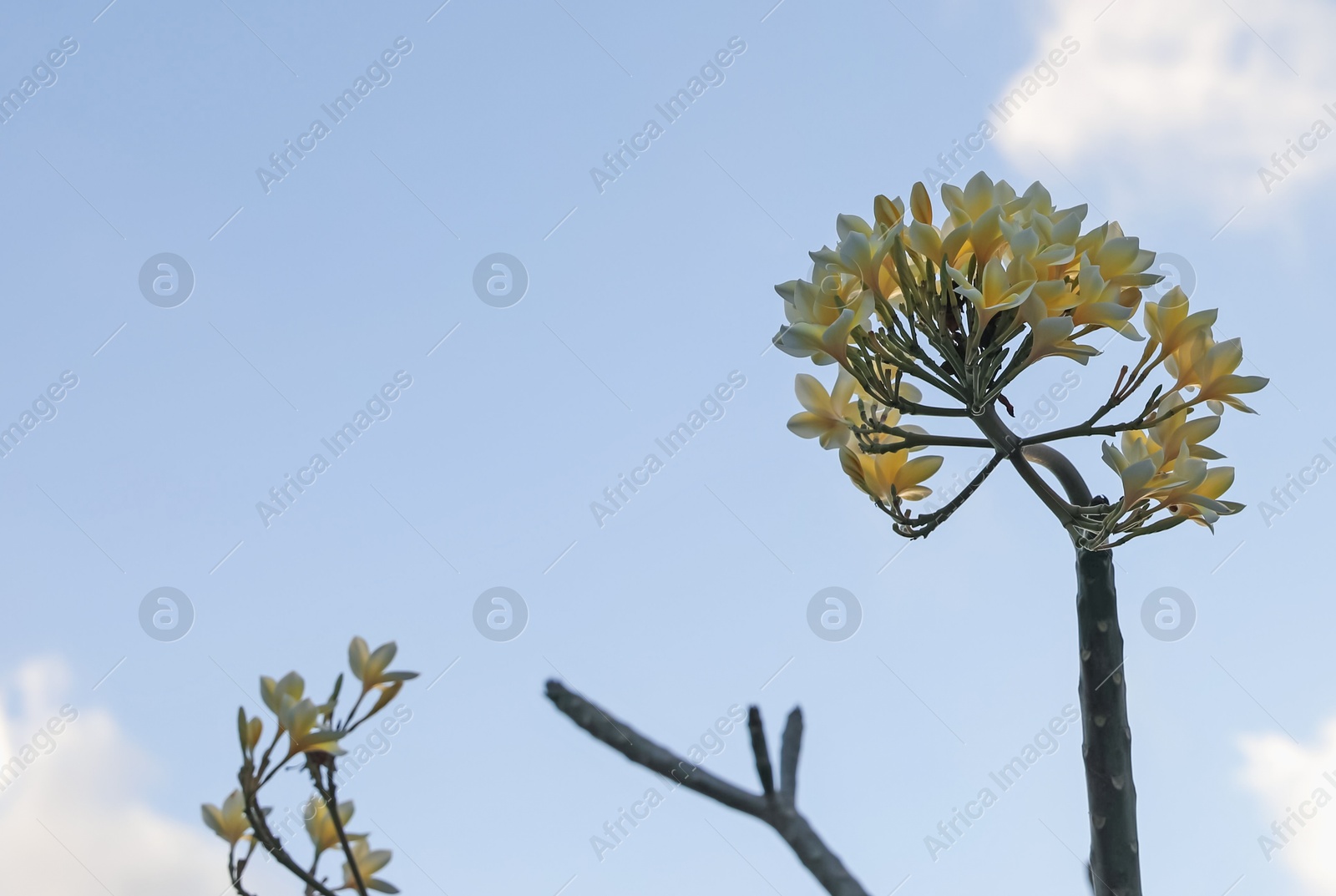 Plumeria shrub with beautiful flowers growing against blue sky outdoors, closeup. Space for text Photo of Plumeria shrub with beautiful flowers growing against blue sky outdoors, closeup. Space for text