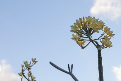 Photo of Plumeria shrub with beautiful flowers growing against blue sky outdoors, closeup. Space for text