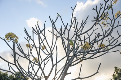 Photo of Plumeria shrub with beautiful flowers growing against blue sky outdoors