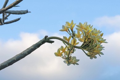 Photo of Plumeria shrub with beautiful flowers growing against blue sky outdoors, closeup