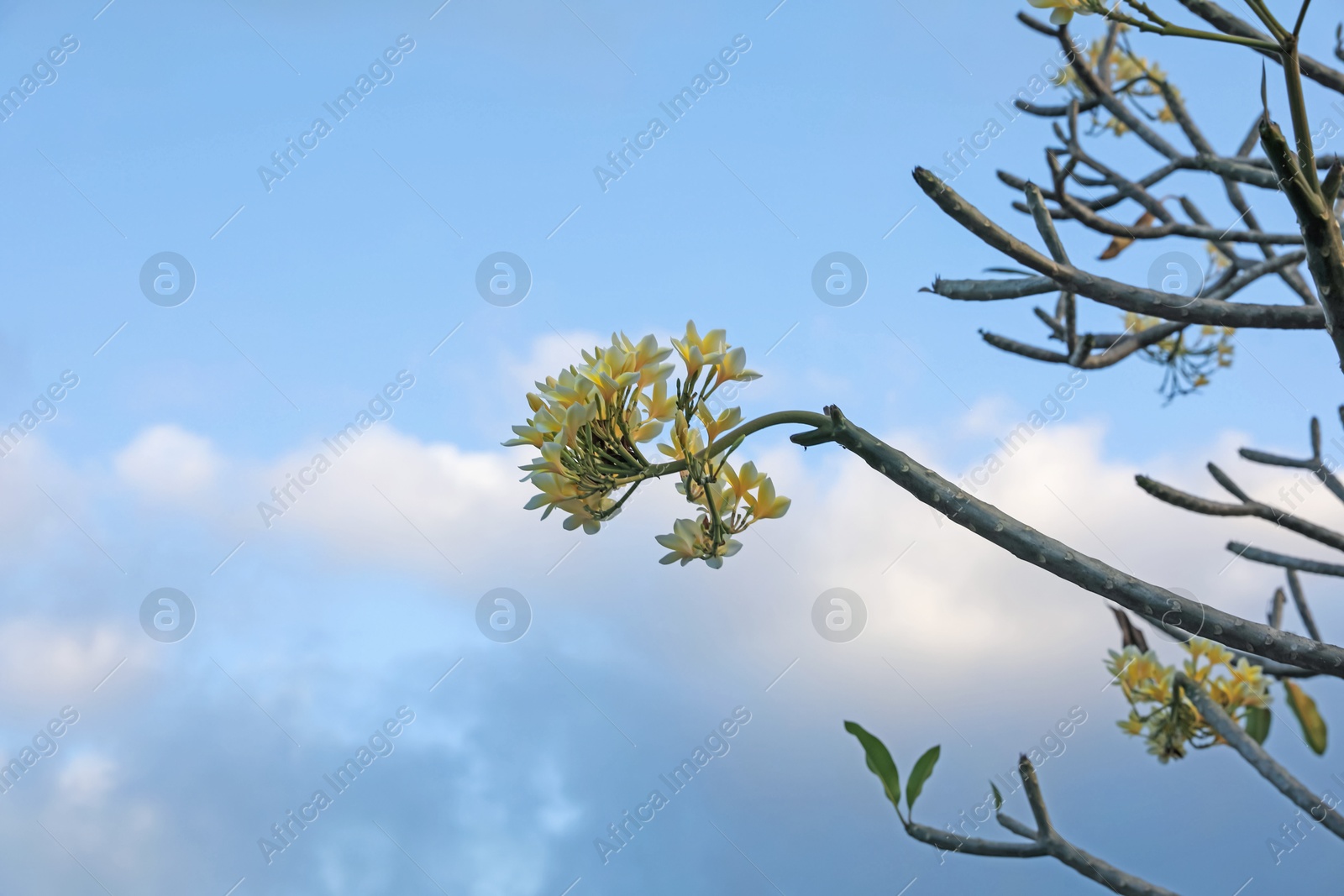 Plumeria shrub with beautiful flowers growing against blue sky outdoors, closeup. Space for text Photo of Plumeria shrub with beautiful flowers growing against blue sky outdoors, closeup. Space for text