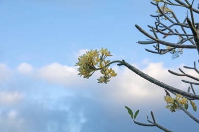 Photo of Plumeria shrub with beautiful flowers growing against blue sky outdoors, closeup. Space for text