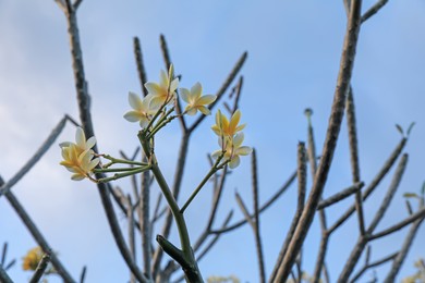 Photo of Plumeria shrub with beautiful flowers growing against blue sky outdoors, closeup