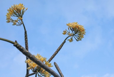 Photo of Plumeria shrub with beautiful flowers growing against blue sky outdoors, closeup