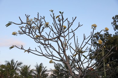 Photo of Plumeria shrub with beautiful flowers growing against blue sky outdoors