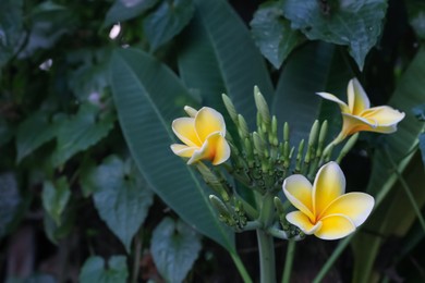 Photo of Plumeria shrub with beautiful flowers growing outdoors, closeup. Space for text