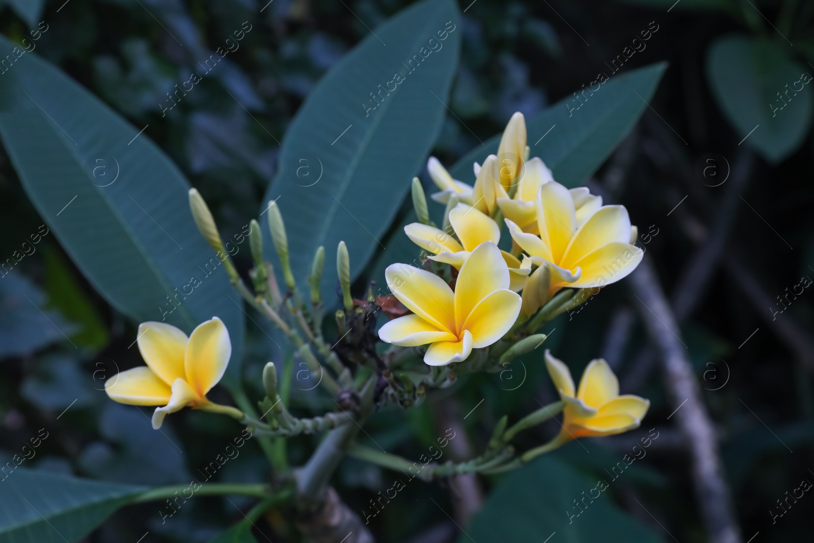 Plumeria shrub with beautiful flowers growing outdoors, closeup Photo of Plumeria shrub with beautiful flowers growing outdoors, closeup