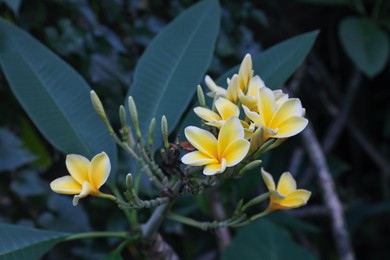 Photo of Plumeria shrub with beautiful flowers growing outdoors, closeup
