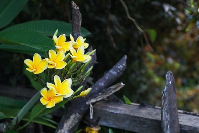 Photo of Plumeria shrub with beautiful flowers growing outdoors, closeup. Space for text