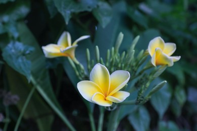 Photo of Plumeria shrub with beautiful flowers growing outdoors, closeup