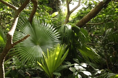 Photo of Beautiful palm trees with green leaves and other plants growing outdoors