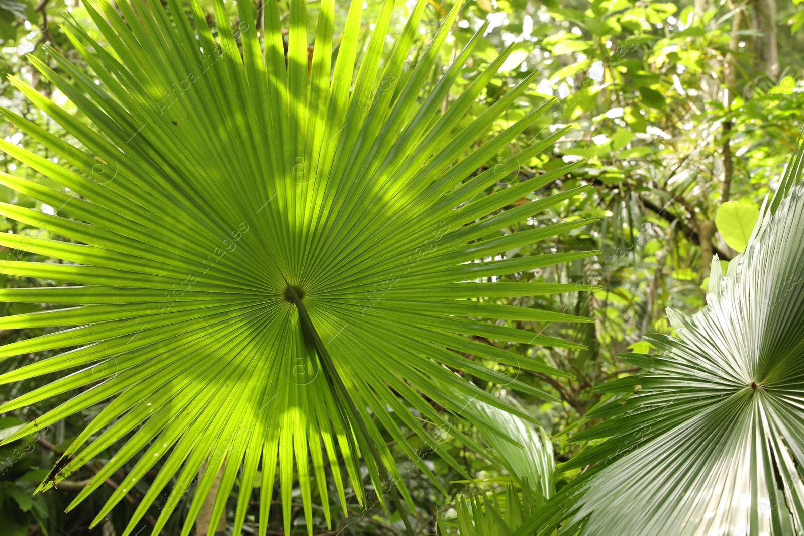 Beautiful palm tree with green leaves growing outdoors, closeup Photo of Beautiful palm tree with green leaves growing outdoors, closeup