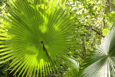 Photo of Beautiful palm tree with green leaves growing outdoors, closeup